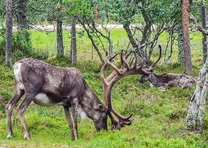 Semesterbostad Kauniskelo B By Interhome Saariselkä
